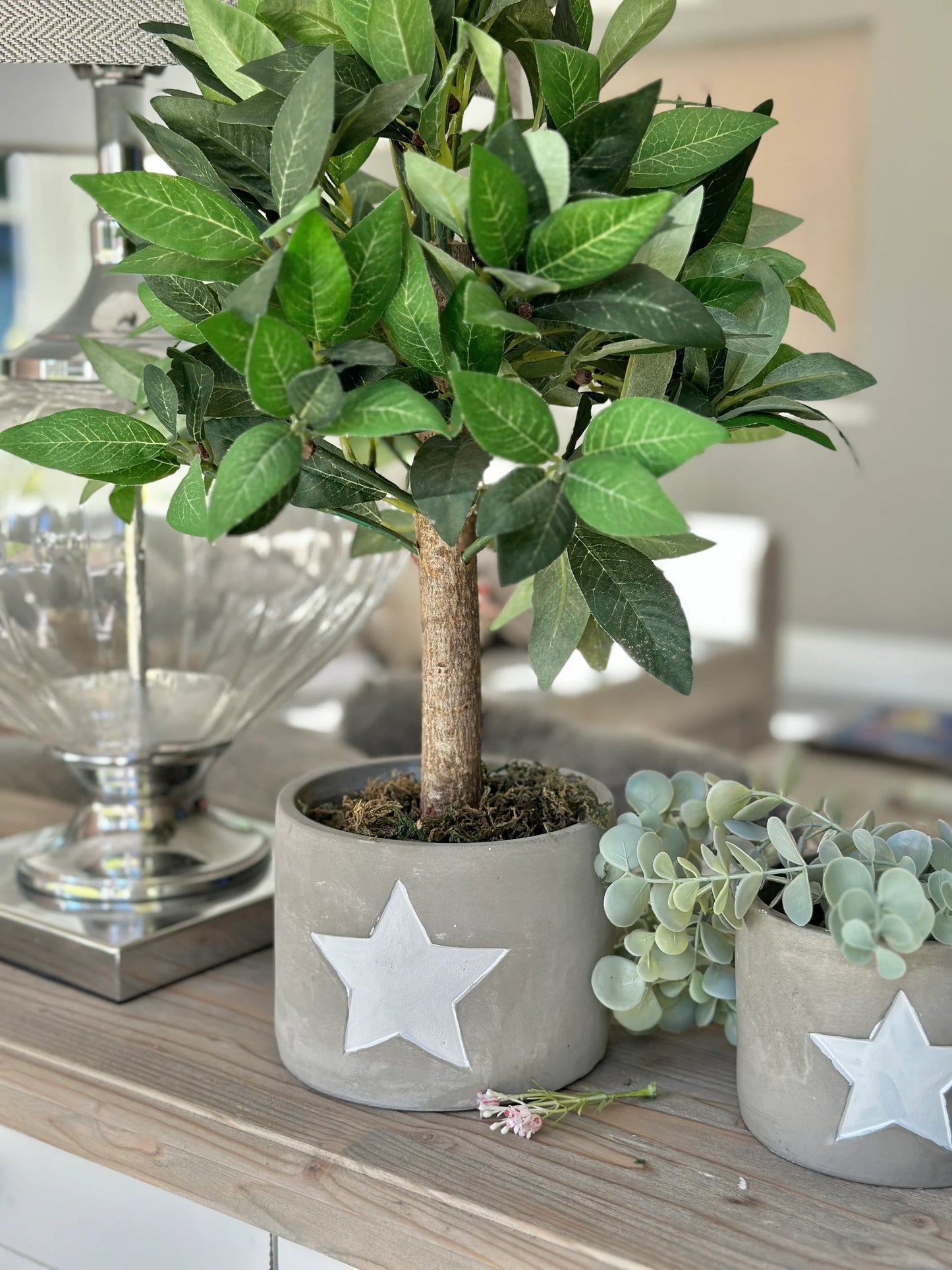 Cement White Star Planter - 2 sizes available